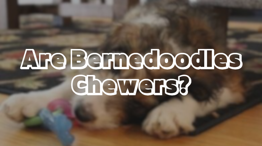 Are Bernedoodles Chewers?