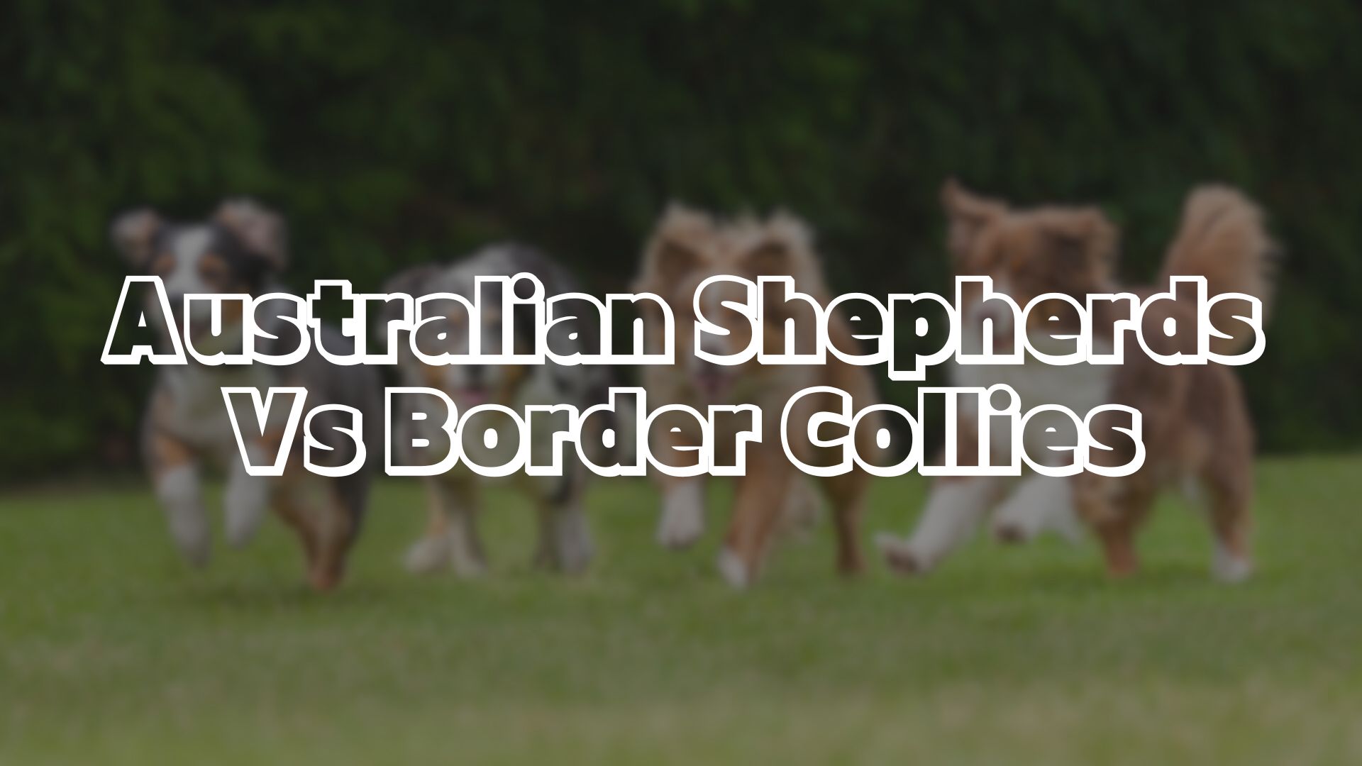 Australian Shepherds Vs Border Collies