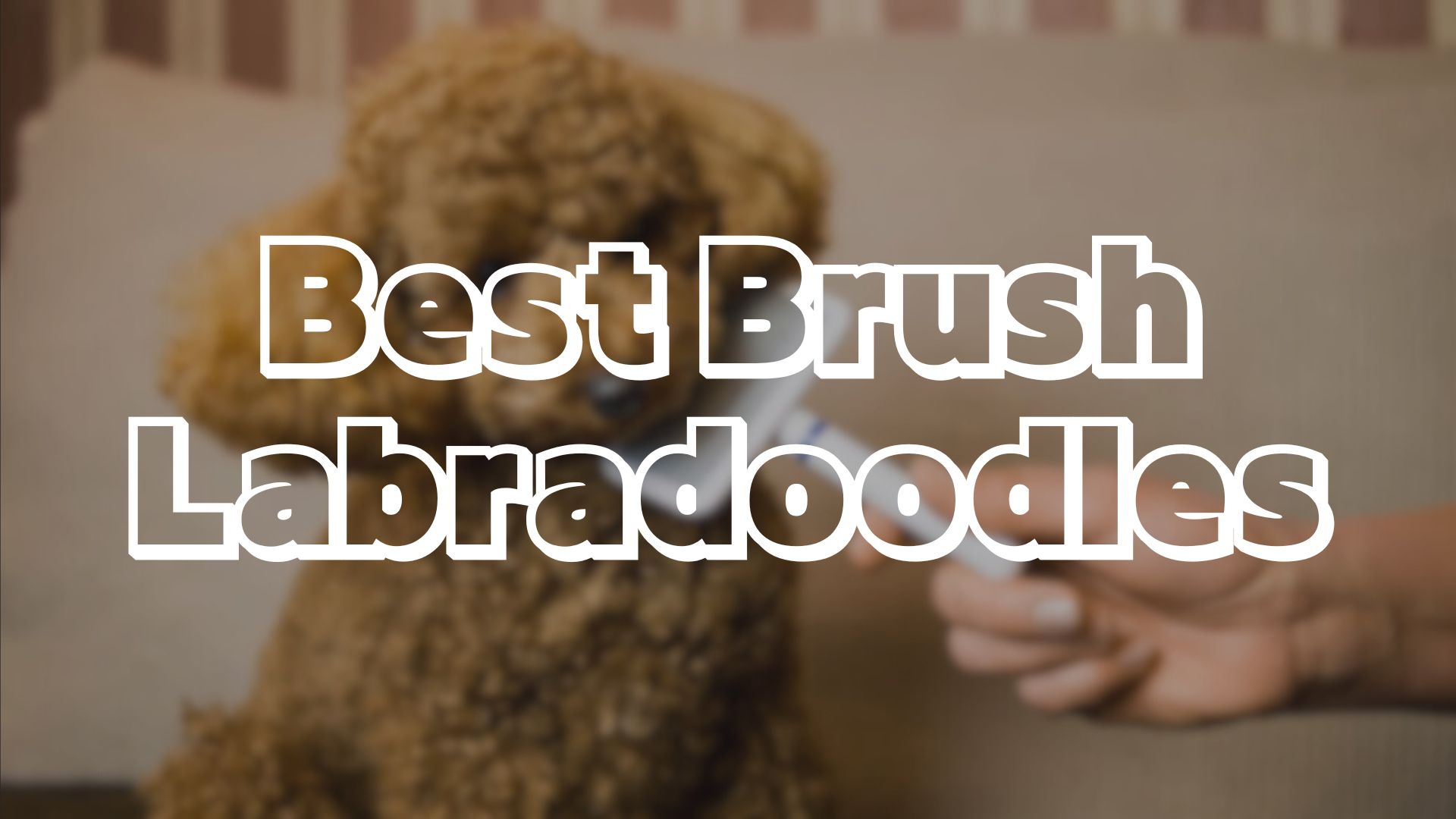 Best Brush Labradoodles