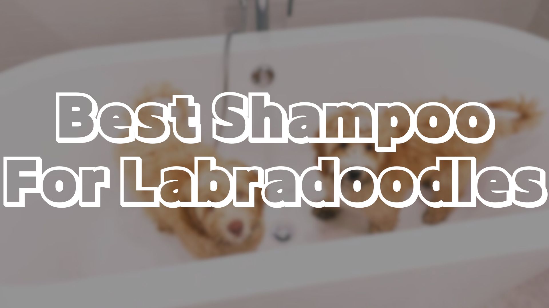 Best Shampoo For Labradoodles