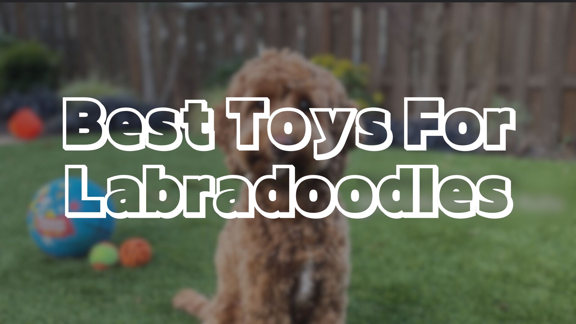 Best Toys For Labradoodles