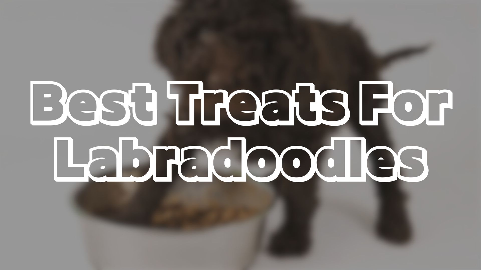 Best Treats For Labradoodles