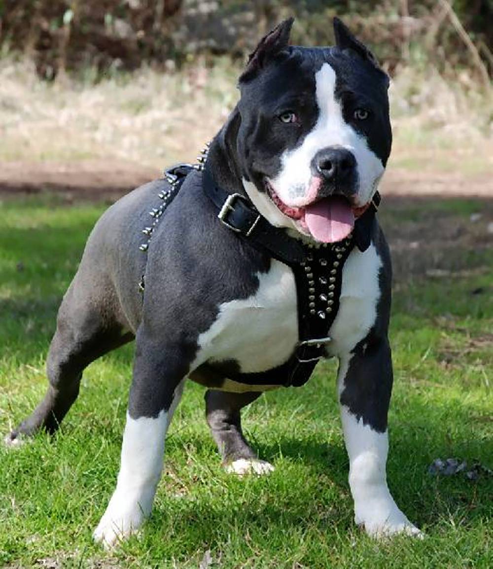 Black And White Pitbull Dog Breed Information