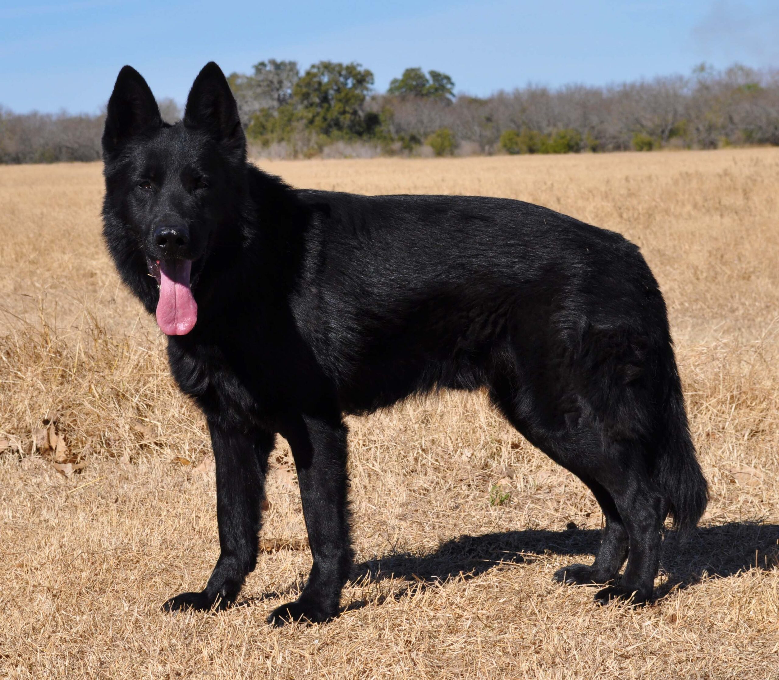 Black German Shepherd Dog Breed Information