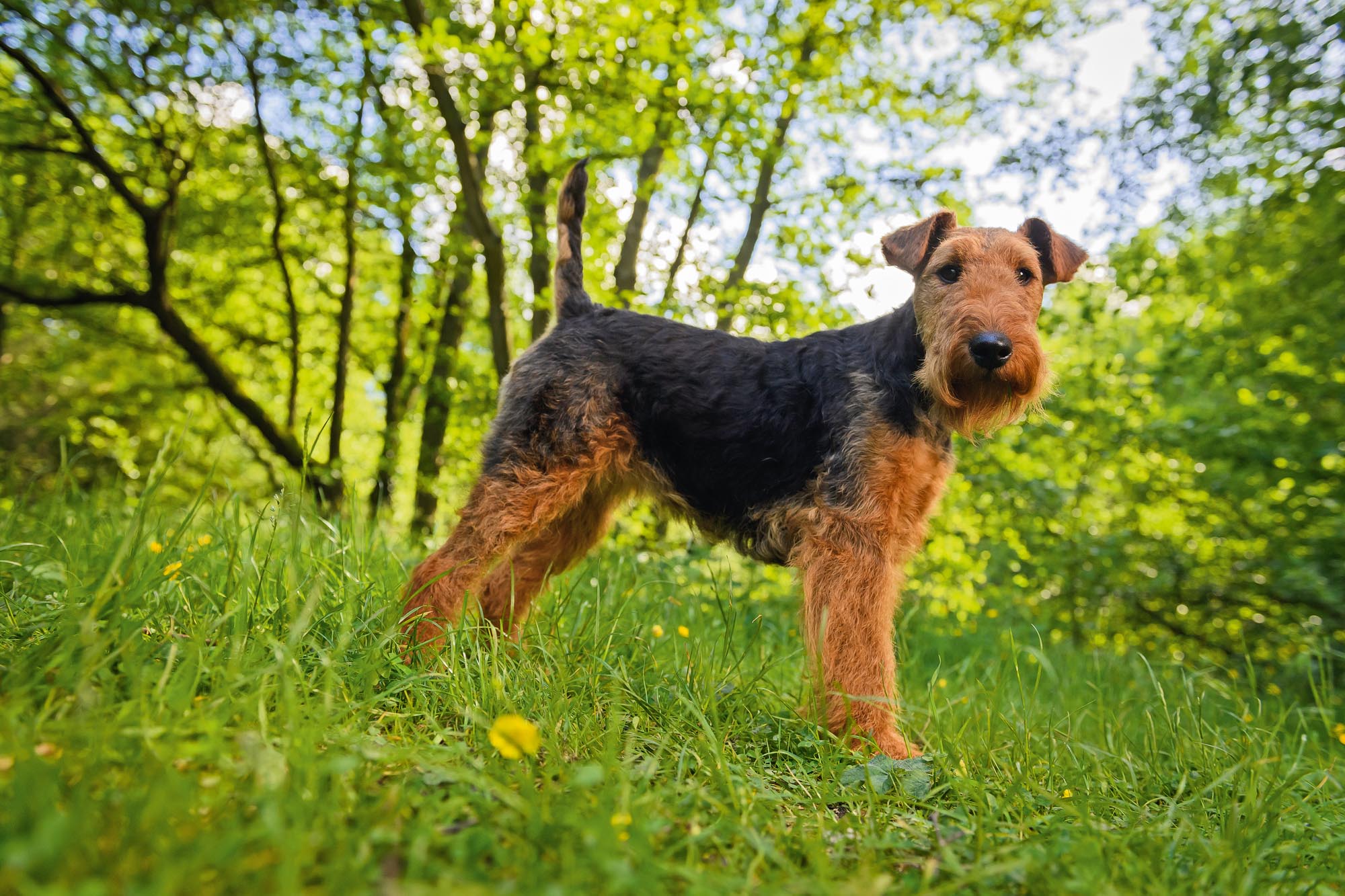 Welsh Terrier Dog Breed Information