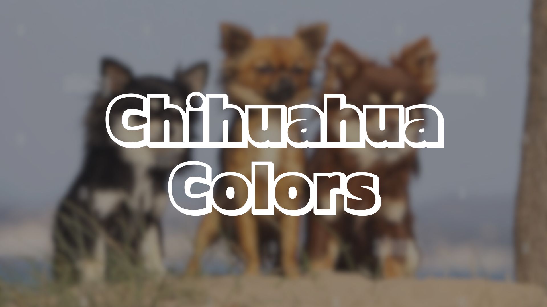 Chihuahua Colors