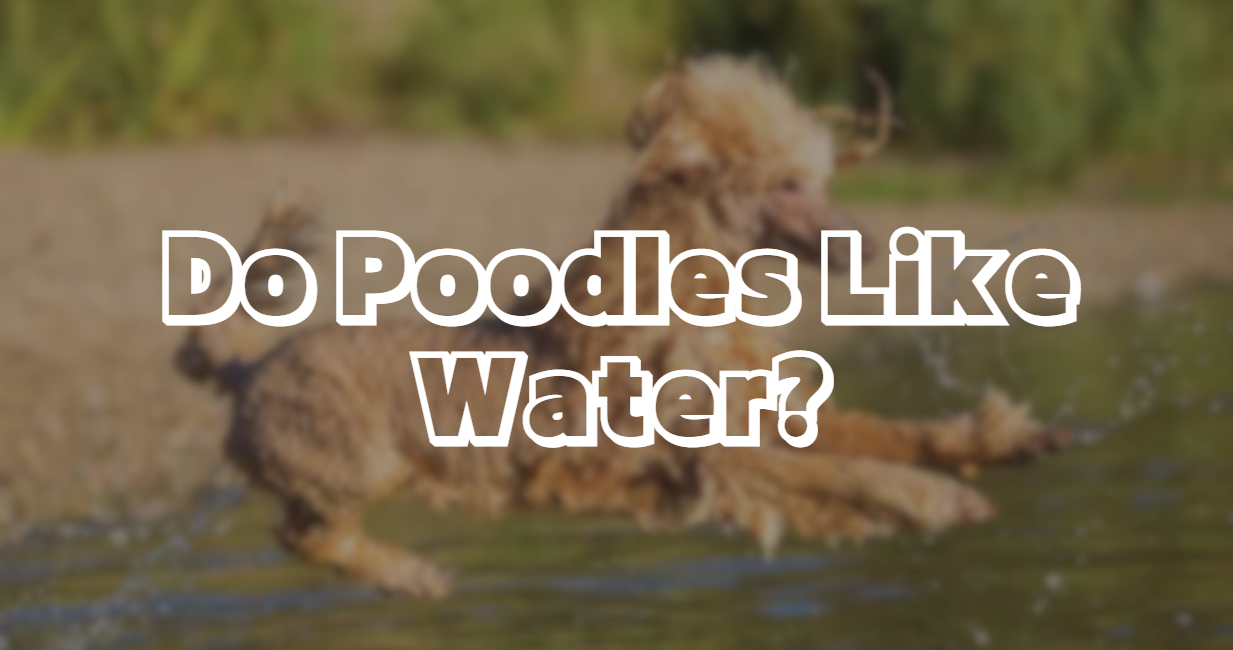 Do Poodles Like Water?