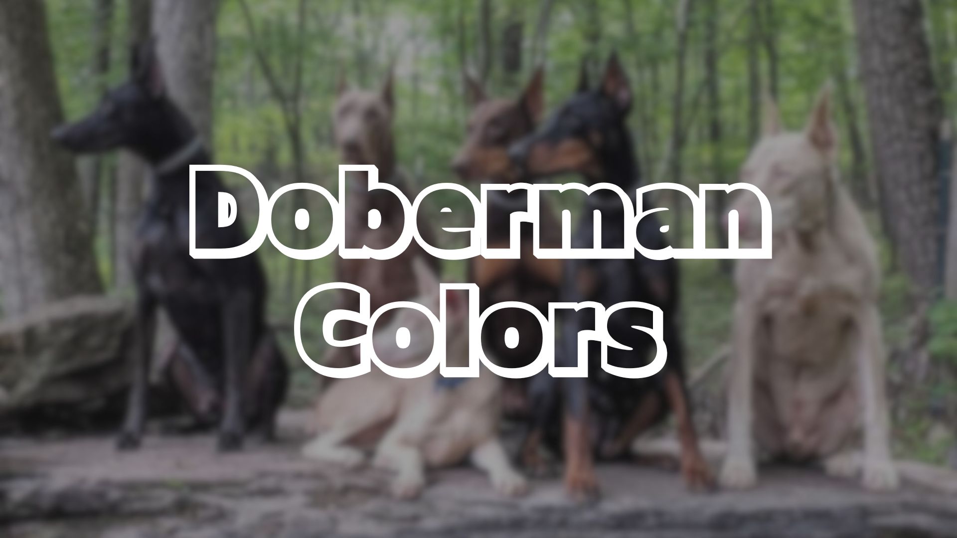 Doberman Colors