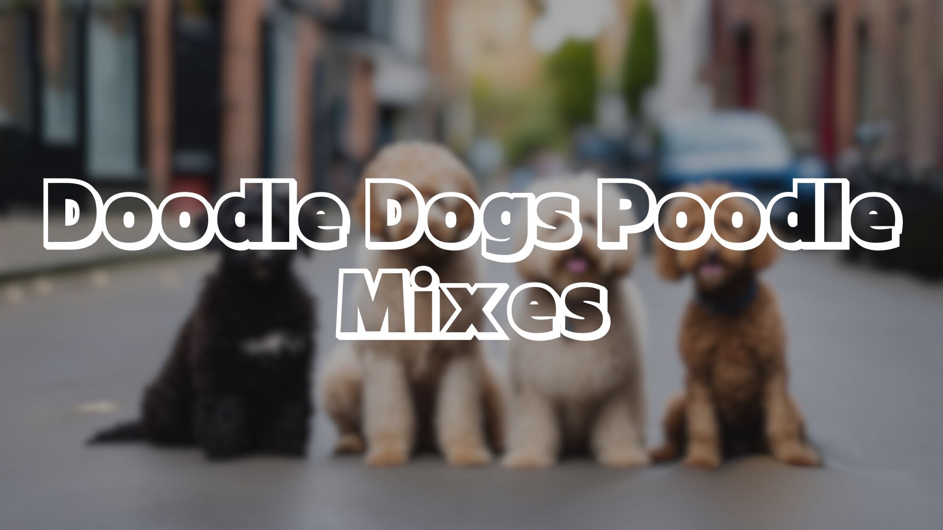 Doodle Dogs Poodle Mixes