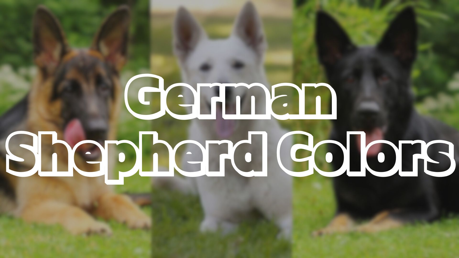 German Shepherd Colors