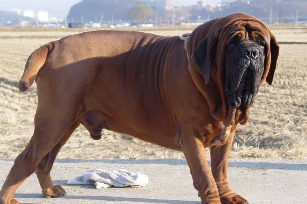 Korean Mastiff Dog Breed Information