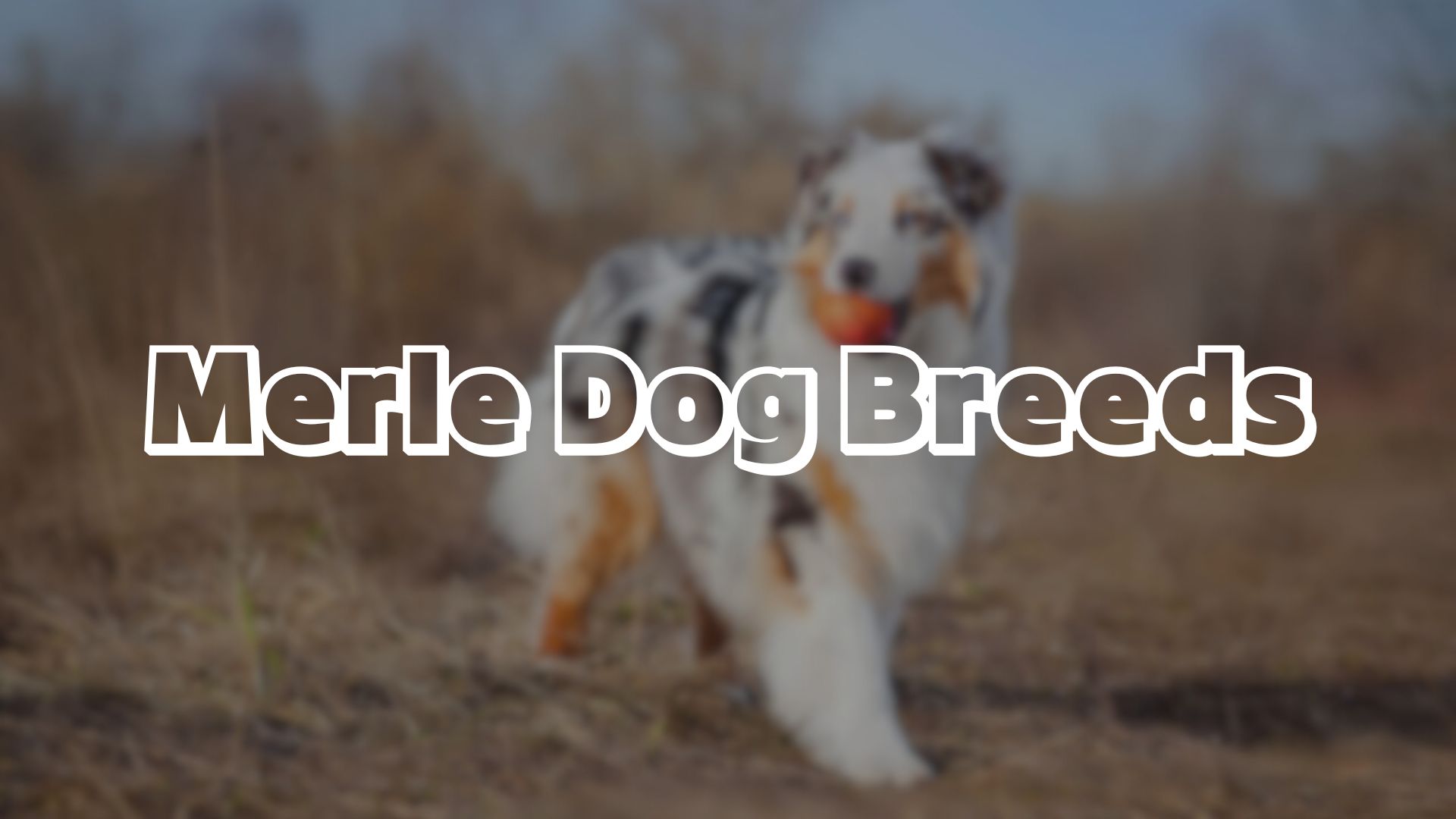 Merle Dog Breeds