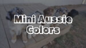 Mini Aussie Colors - Dog Breed Advisor