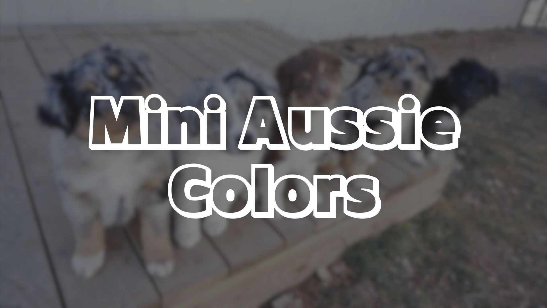 Mini Aussie Colors