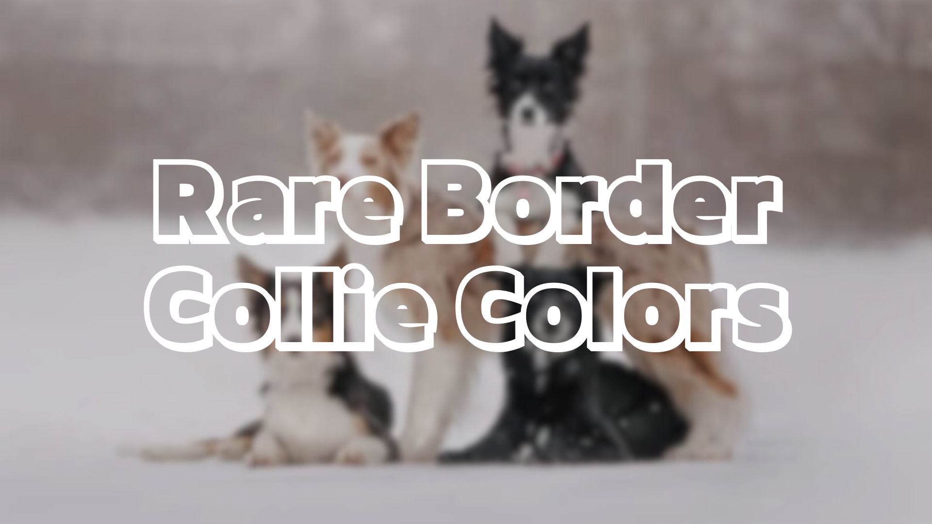 Rare Border Collie Colors