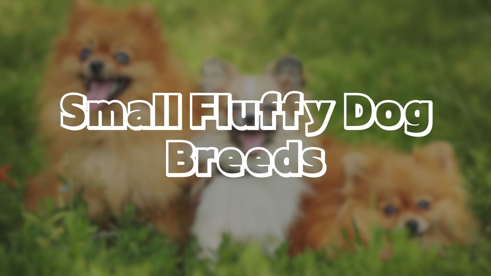 Small Fluffy Dog Breeds