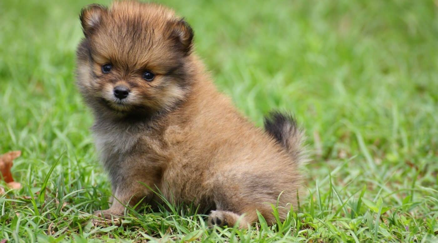 Teacup Pomeranian Dog Breed Information