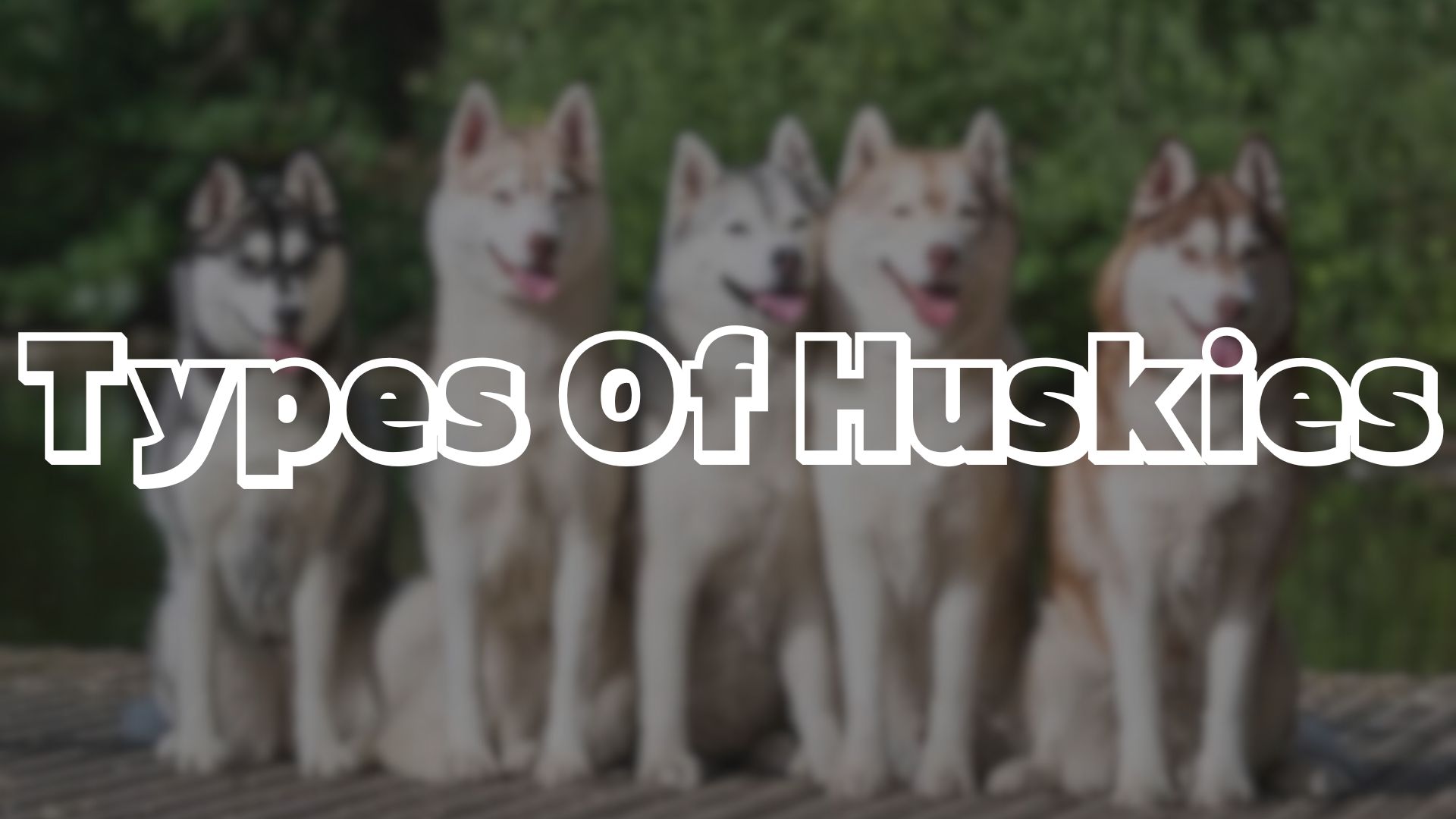 Types Of Huskies
