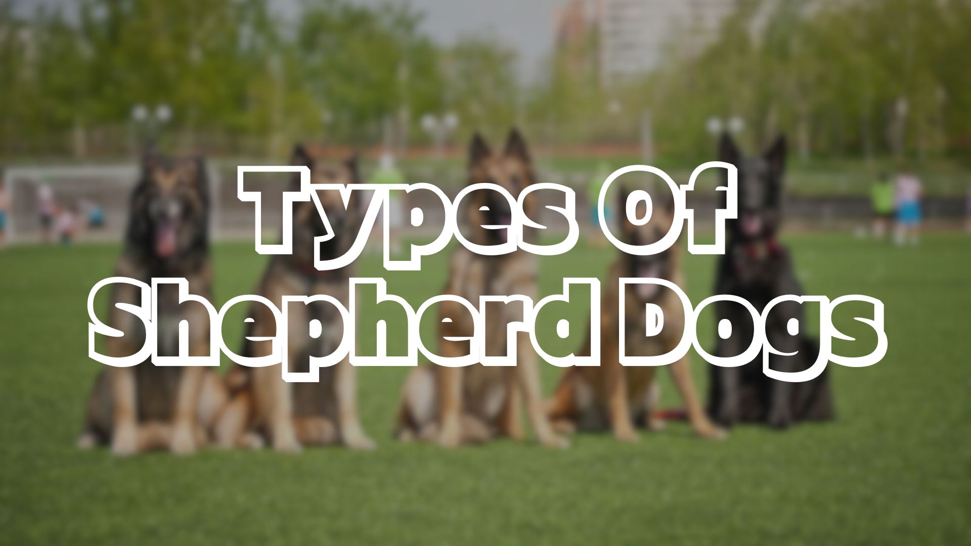Types Of Shepherd Dogs