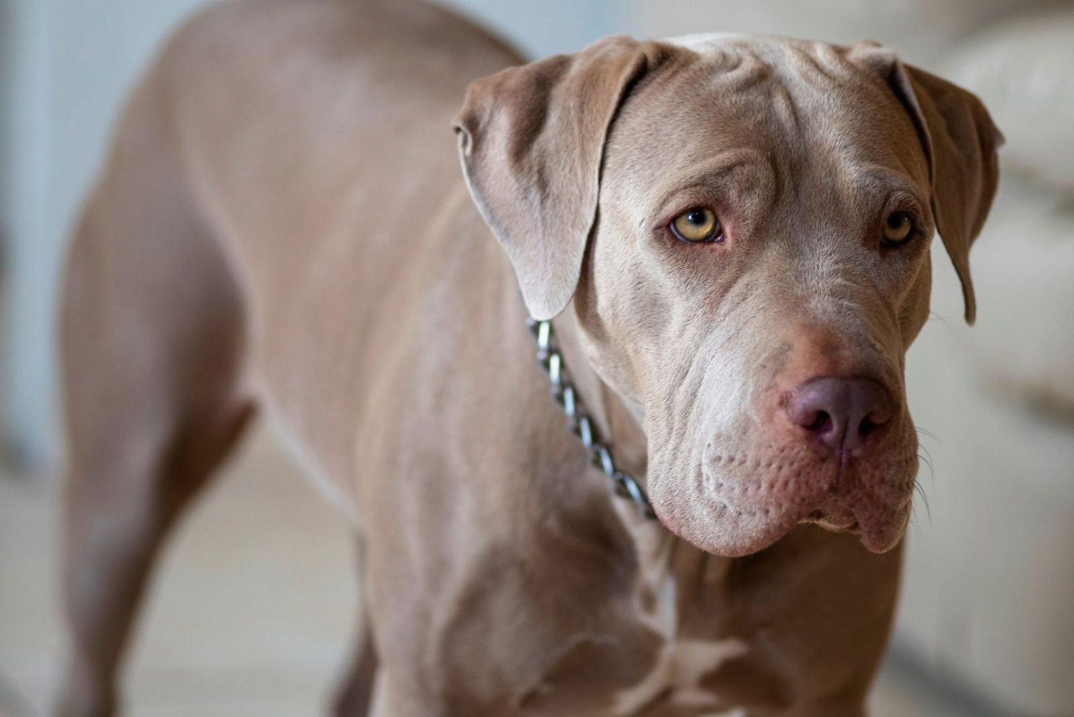 Blue Fawn Pitbull Dog Breed Information
