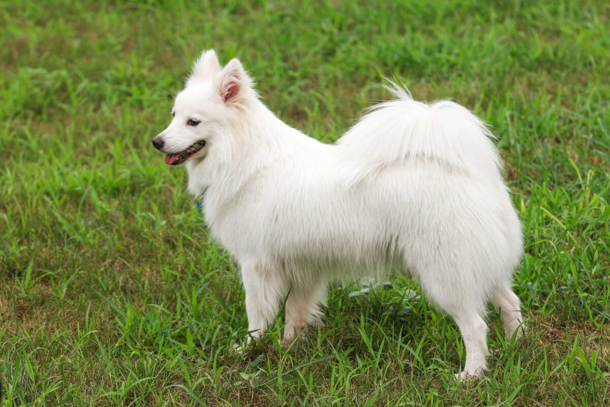Japanese Spitz Dog Breed Information