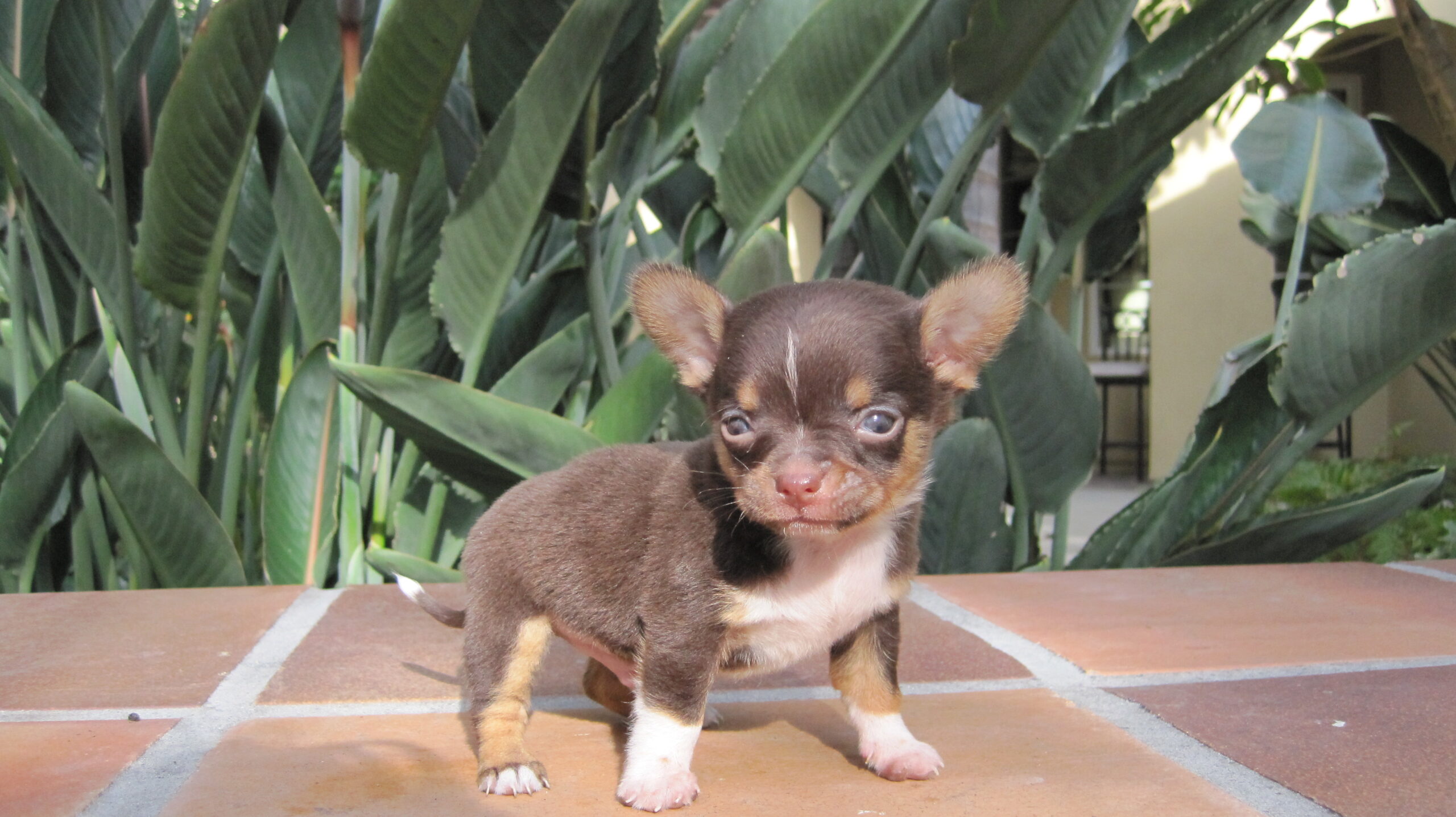 Teacup Chihuahua Dog Breed Information