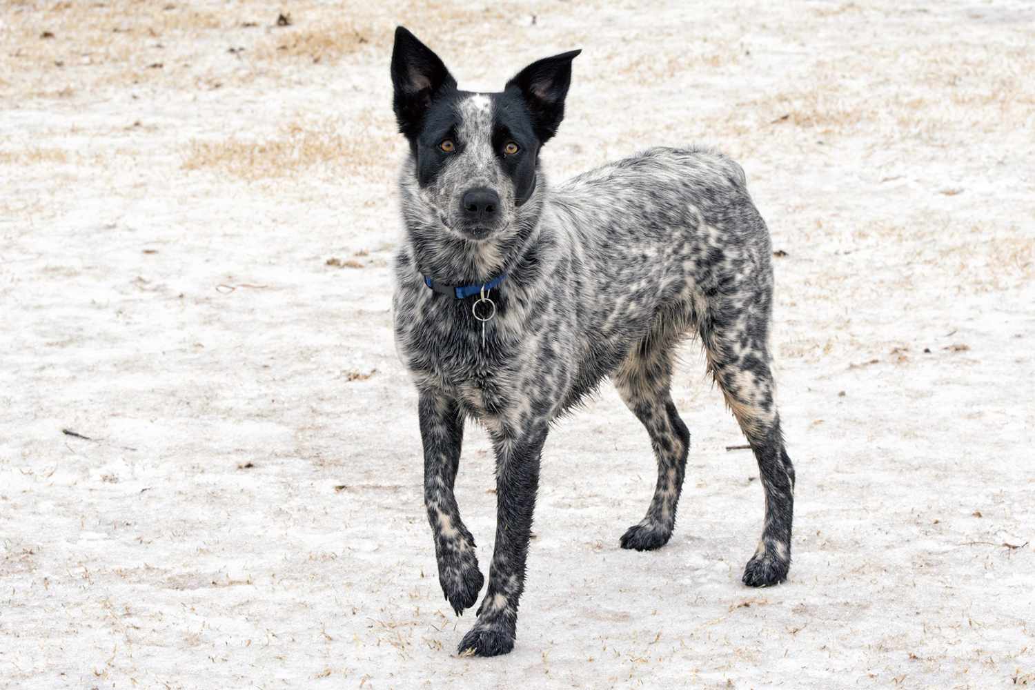 Texas Heeler Dog Breed Information
